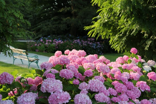 Terme Snovik in Blumen von Arboretum