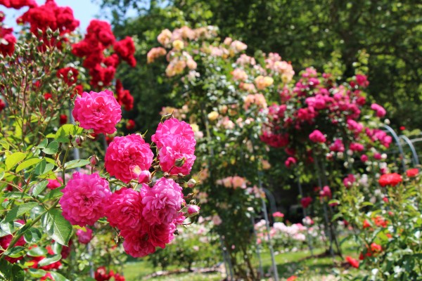 Terme Snovik in flowers and greenary of Arboretum